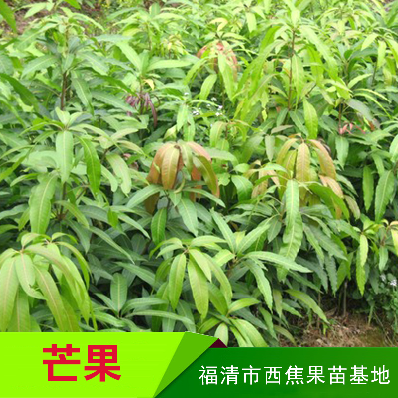 芒果苗圖片/芒果苗樣板圖 (2)