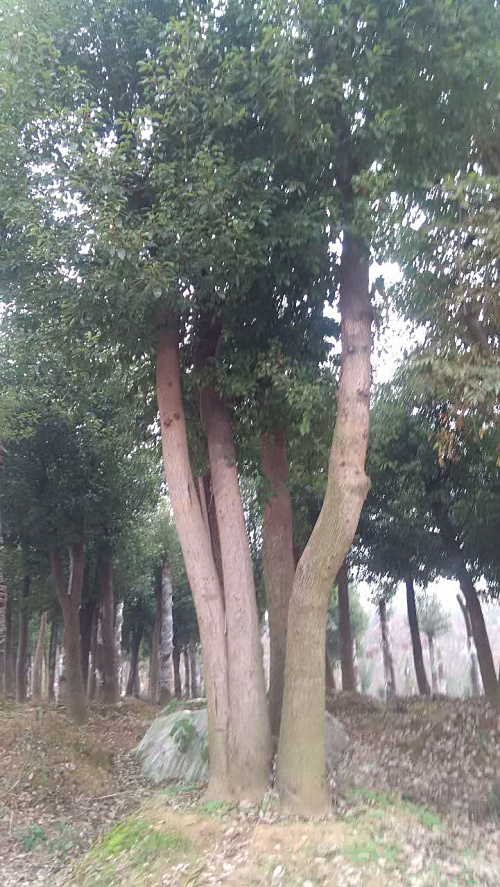 原生香樟圖片/原生香樟樣板圖 (1)