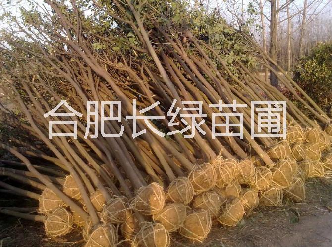 安徽紅葉圖片/安徽紅葉樣板圖 (2)