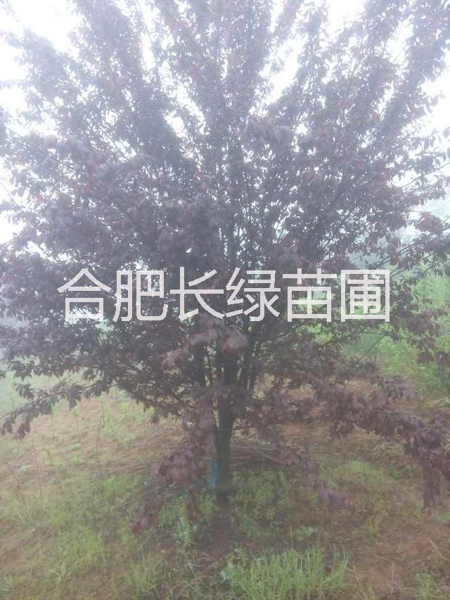 安徽紅葉圖片/安徽紅葉樣板圖 (4)