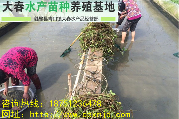 河蟹苗圖片/河蟹苗樣板圖 (1)