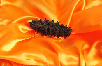 海參圖片/海參樣板圖 (1)