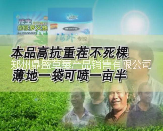 花生瘋長控旺后籽粒不飽滿秕果后期早衰落果怎么辦