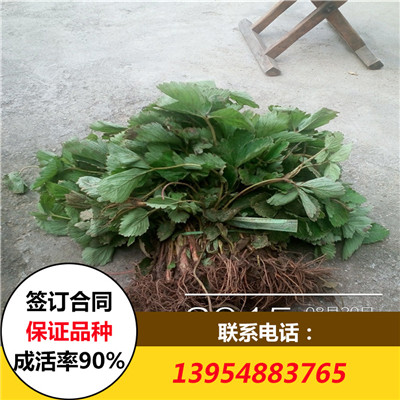 草莓苗圖片/草莓苗樣板圖 (1)