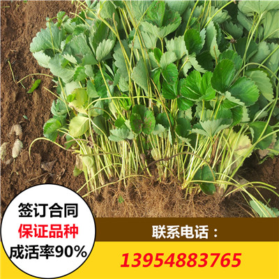 草莓苗圖片/草莓苗樣板圖 (2)