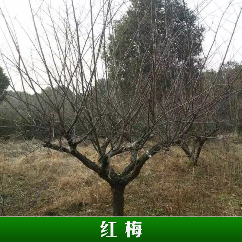 紅梅樹圖片/紅梅樹樣板圖 (2)