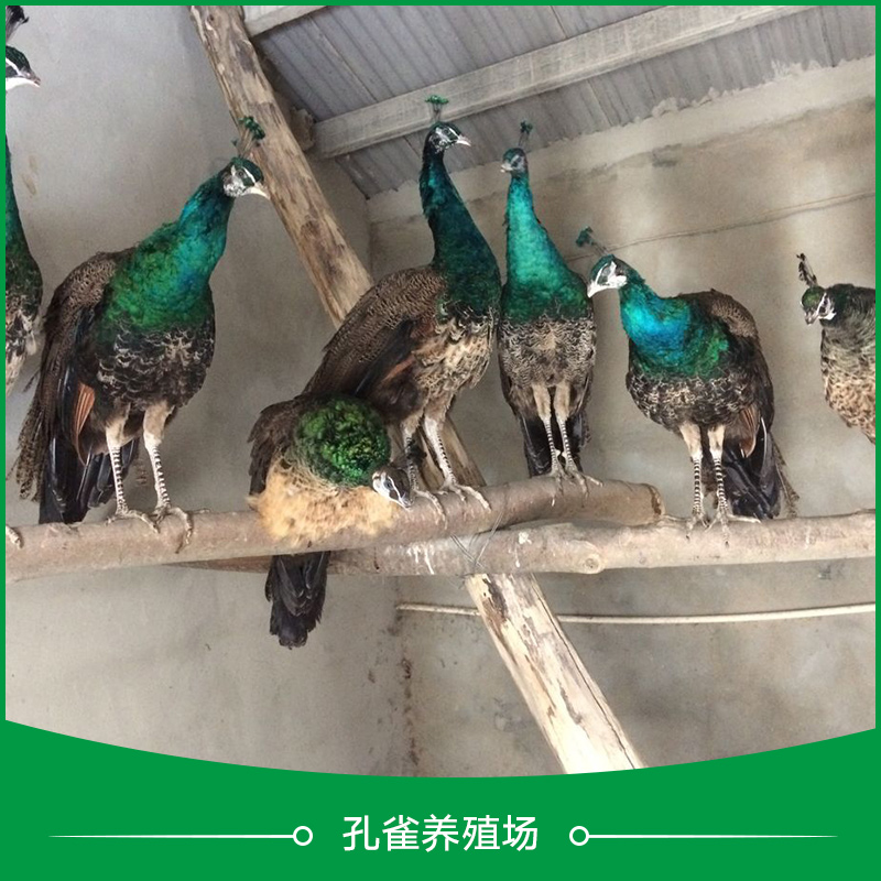 孔雀養(yǎng)殖場圖片/孔雀養(yǎng)殖場樣板圖 (1)