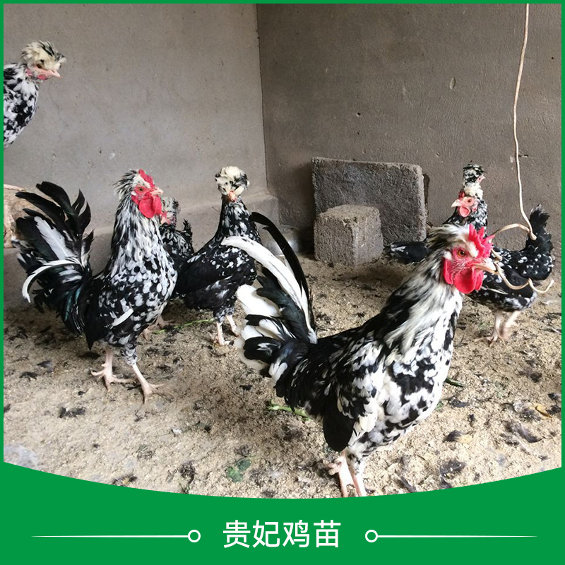 貴妃雞苗圖片/貴妃雞苗樣板圖 (1)