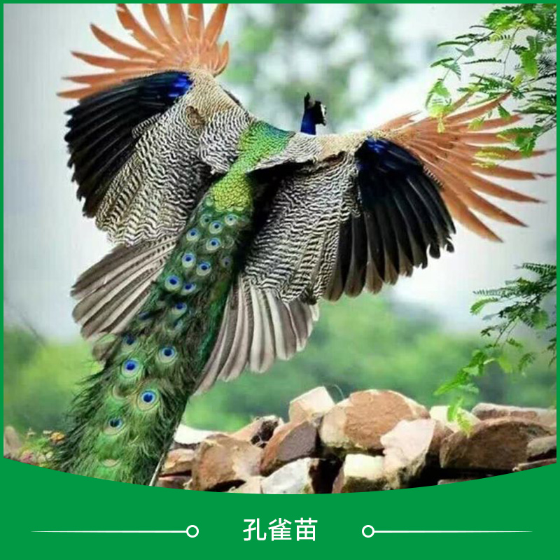 供應(yīng)*苗批發(fā) 江蘇*苗 *苗養(yǎng)殖場 *苗養(yǎng)殖技術(shù)