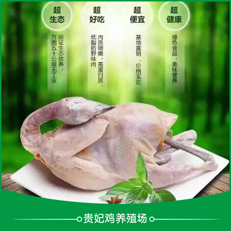 貴妃雞養(yǎng)殖圖片/貴妃雞養(yǎng)殖樣板圖 (2)