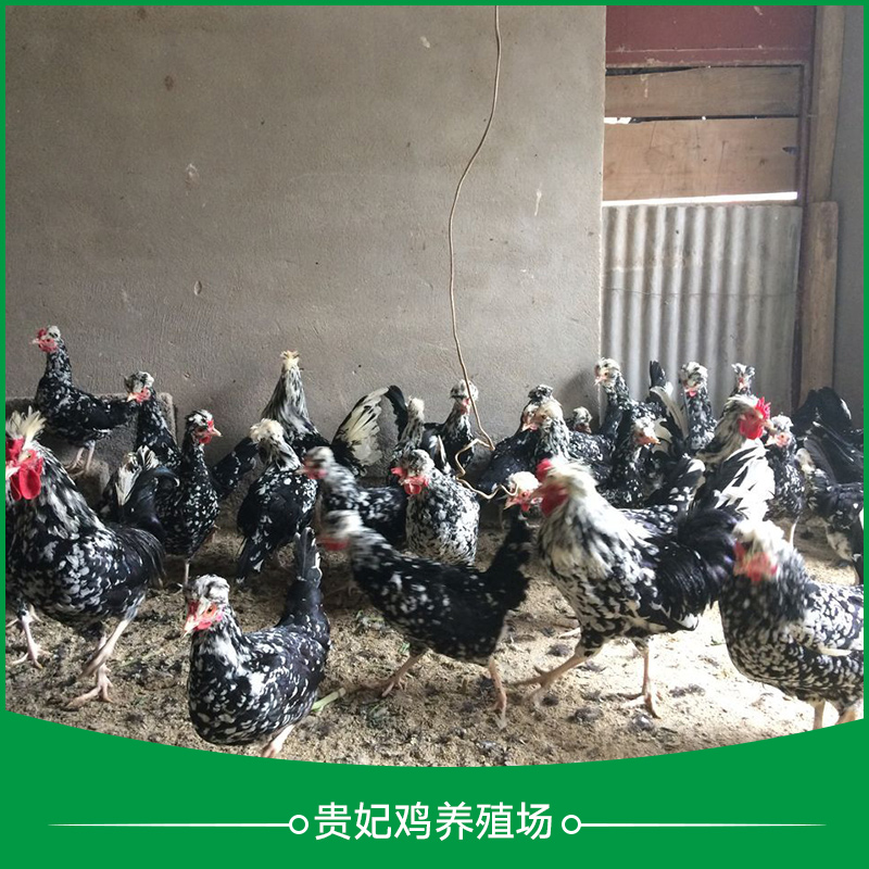 供應貴妃雞養(yǎng)殖場 貴妃雞苗批發(fā) 貴妃雞苗銷售 貴妃雞苗供應商