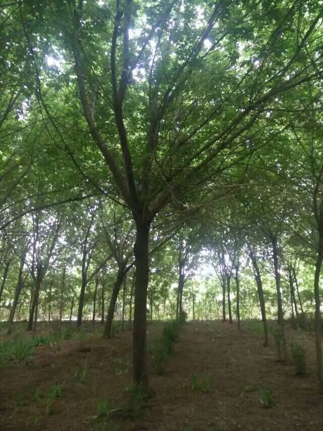 復(fù)葉槭圖片/復(fù)葉槭樣板圖 (4)