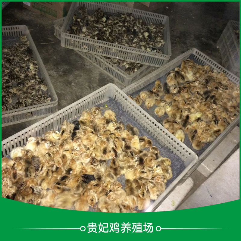貴妃雞養(yǎng)殖圖片/貴妃雞養(yǎng)殖樣板圖 (3)