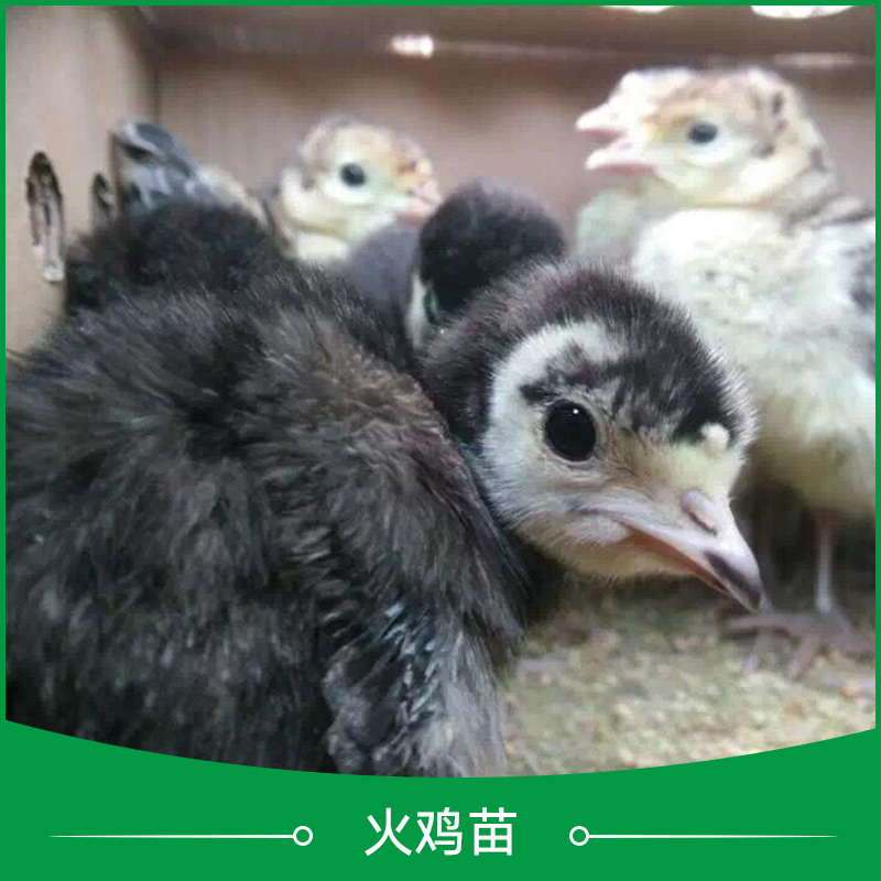 火雞苗圖片/火雞苗樣板圖 (3)