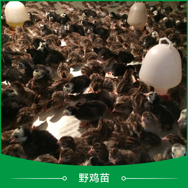 野雞苗圖片/野雞苗樣板圖 (3)