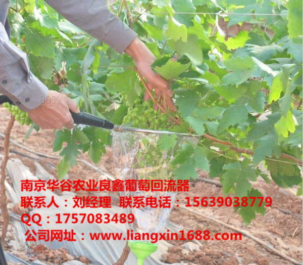 葡萄拉穗膨果器藥液回流裝置圖片/葡萄拉穗膨果器藥液回流裝置樣板圖 (3)