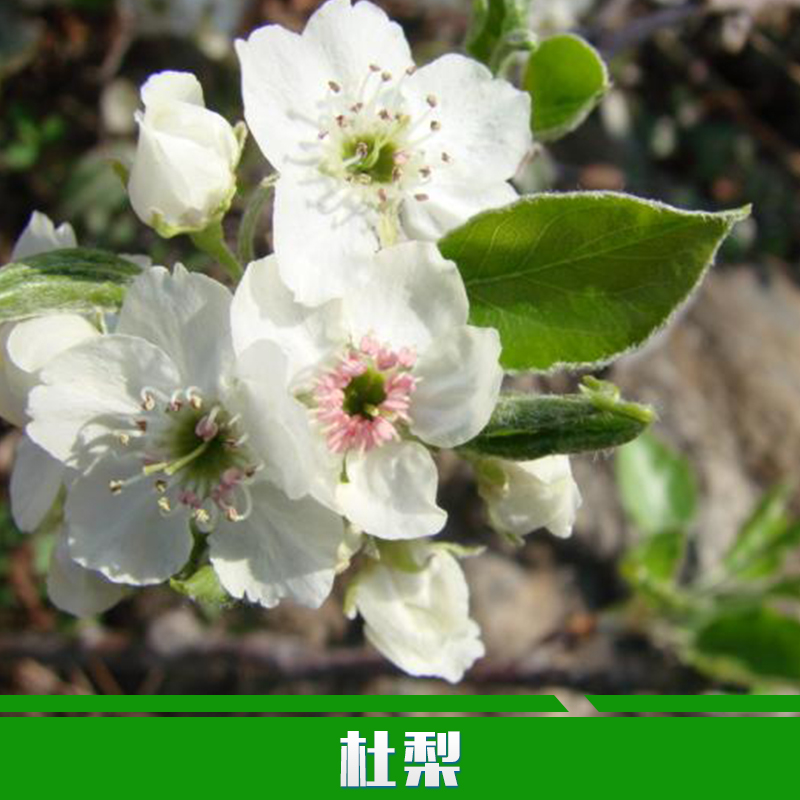 杜梨圖片/杜梨樣板圖 (4)