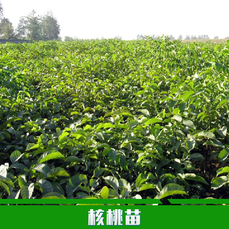 核桃苗種植圖片/核桃苗種植樣板圖 (2)