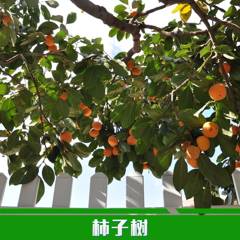 运城市柿子树批发厂家供应用于种植的柿子树批发果树苗 柿树 柿子树苗 柿树苗 规格齐全