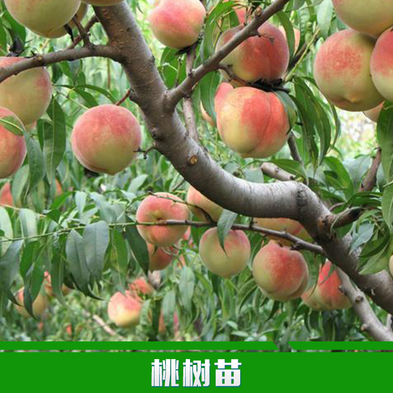 桃樹苗圖片/桃樹苗樣板圖 (3)