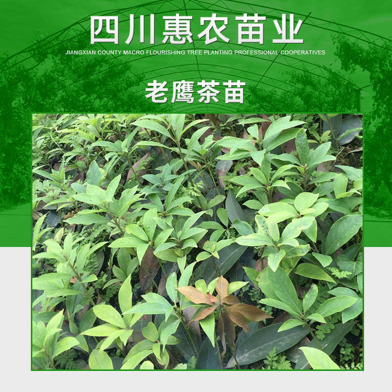 四川惠農(nóng)苗業(yè)供應(yīng)*茶苗 四川名茶*茶樹(shù)苗 良種白茶樹(shù)苗木