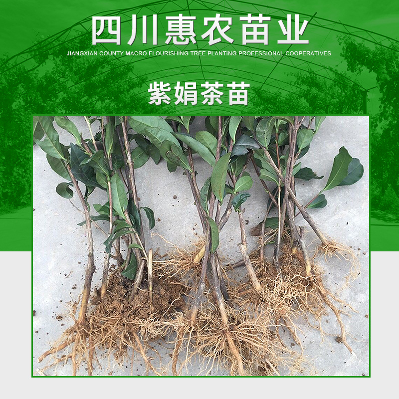 紫娟茶苗圖片/紫娟茶苗樣板圖 (3)