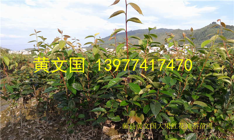 大果紅花油茶圖片/大果紅花油茶樣板圖 (3)