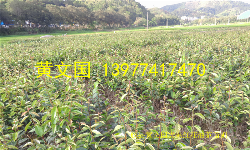 大果紅花油茶圖片/大果紅花油茶樣板圖 (4)