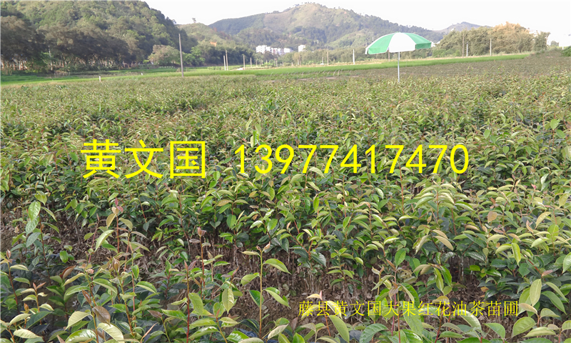 大果紅花油茶圖片/大果紅花油茶樣板圖 (3)