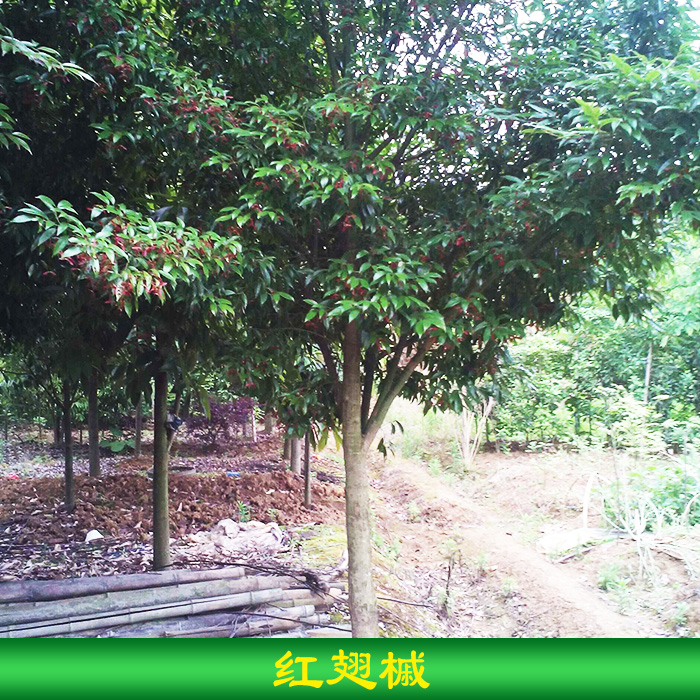 永顺芳龙花木种苗供应红翅槭种苗 风景林罗槭树苗 园林绿化树种图片