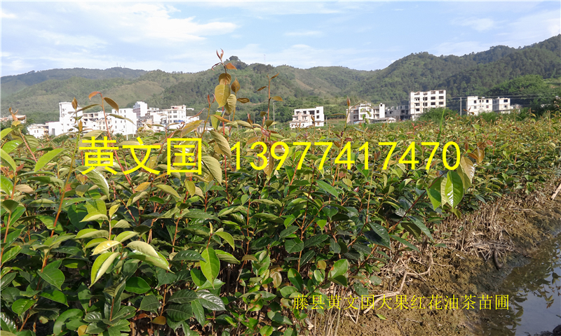 大果紅花油茶圖片/大果紅花油茶樣板圖 (2)