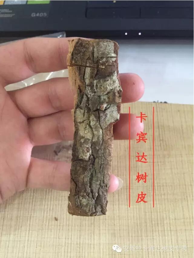 安哥拉卡宾达树皮的功效图片