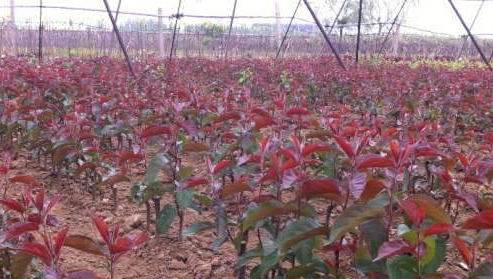 供應(yīng)紅肉蘋果苗 遼寧蘋果苗基地代理紅肉蘋果樹苗