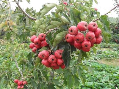 山楂苗圖片