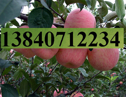 岳陽紅蘋果苗圖片/岳陽紅蘋果苗樣板圖 (3)