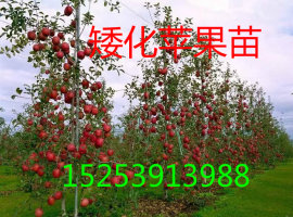 供應(yīng)山東矮化蘋果苗、山東矮化蘋果苗價格，山東矮化蘋果苗基地