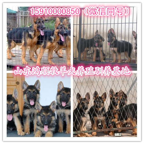 血统杜高犬怎么卖的 比特犬多少钱纯种杜高犬怎么卖的3个月杜高犬多少钱 血统杜高犬怎么卖的 比特犬多少钱