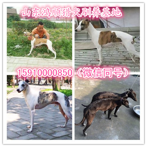 济宁市血统杜高犬怎么卖的 比特犬多少钱厂家纯种杜高犬怎么卖的3个月杜高犬多少钱 血统杜高犬怎么卖的 比特犬多少钱