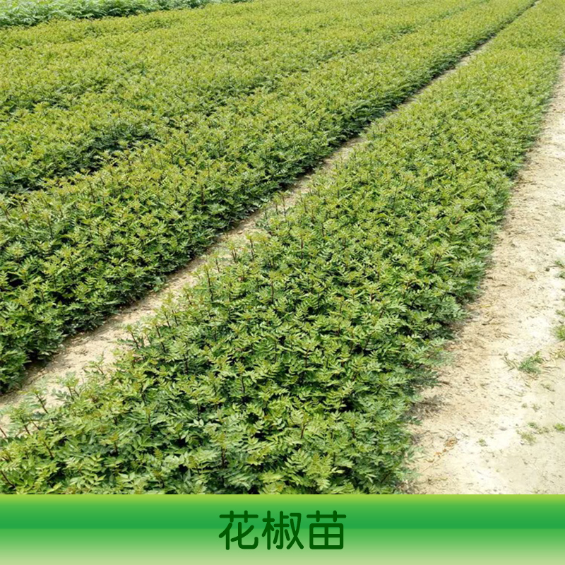 山东花椒苗种植基地、泰安花椒苗种植基地、各类花椒苗价格、山东花椒苗图片