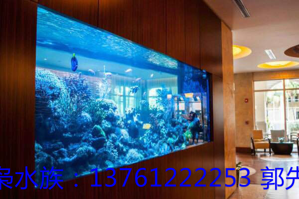 熱帶魚(yú)魚(yú)圖片/熱帶魚(yú)魚(yú)樣板圖 (2)