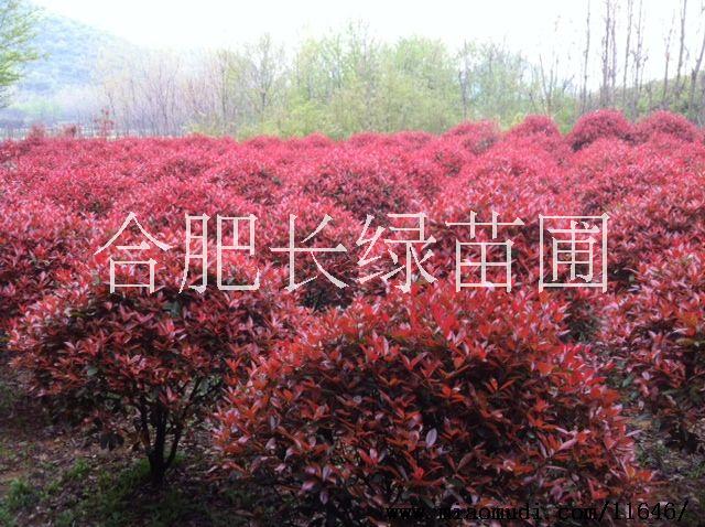紅葉石楠球圖片/紅葉石楠球樣板圖 (1)