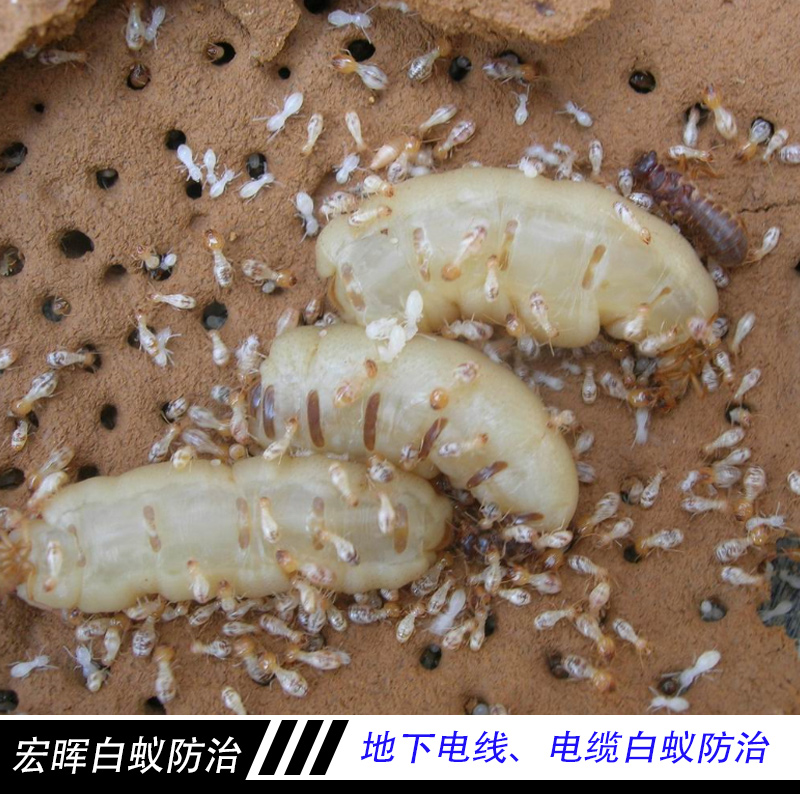 白蟻防治圖片/白蟻防治樣板圖 (2)