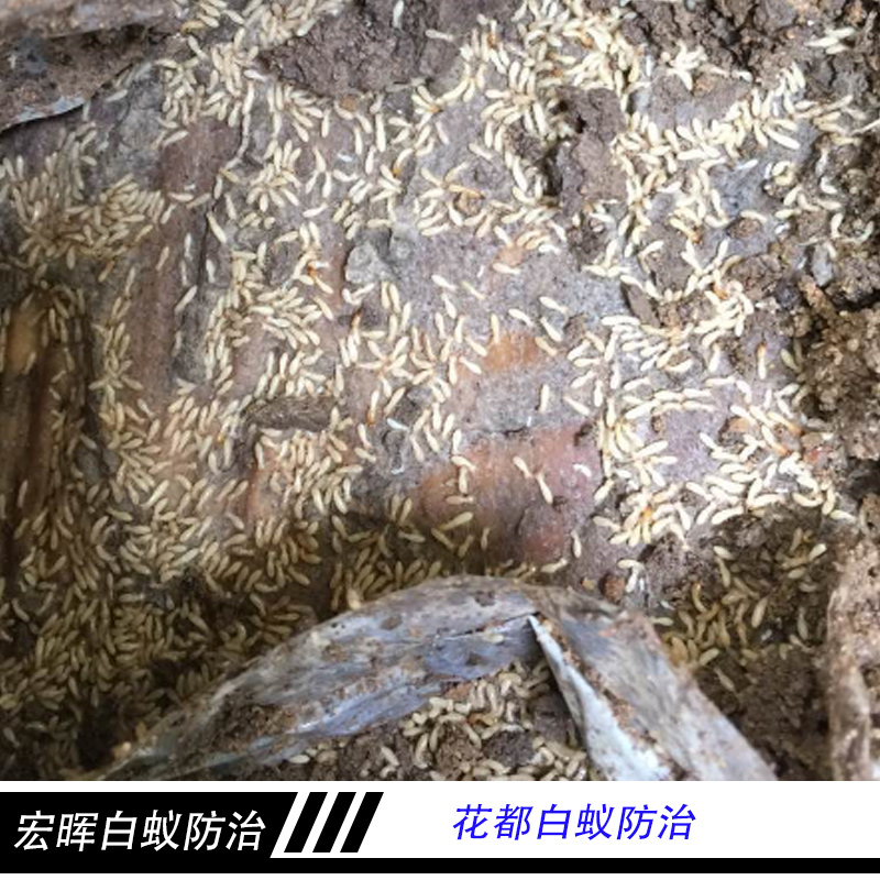 廣州宏暉白蟻防治花都白蟻防治 害蟲白蟻誘殺滅治 白蟻防治工程
