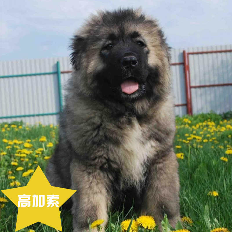 高加索 純種高加索幼犬俄羅斯高加索雙血統(tǒng)高加索猛犬
