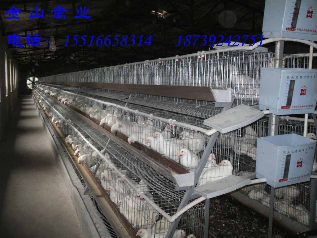 河南鶴壁羅曼粉青年雞暖春行動圖片