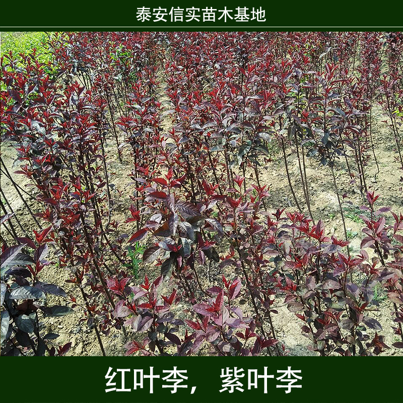 紅葉李圖片/紅葉李樣板圖 (4)