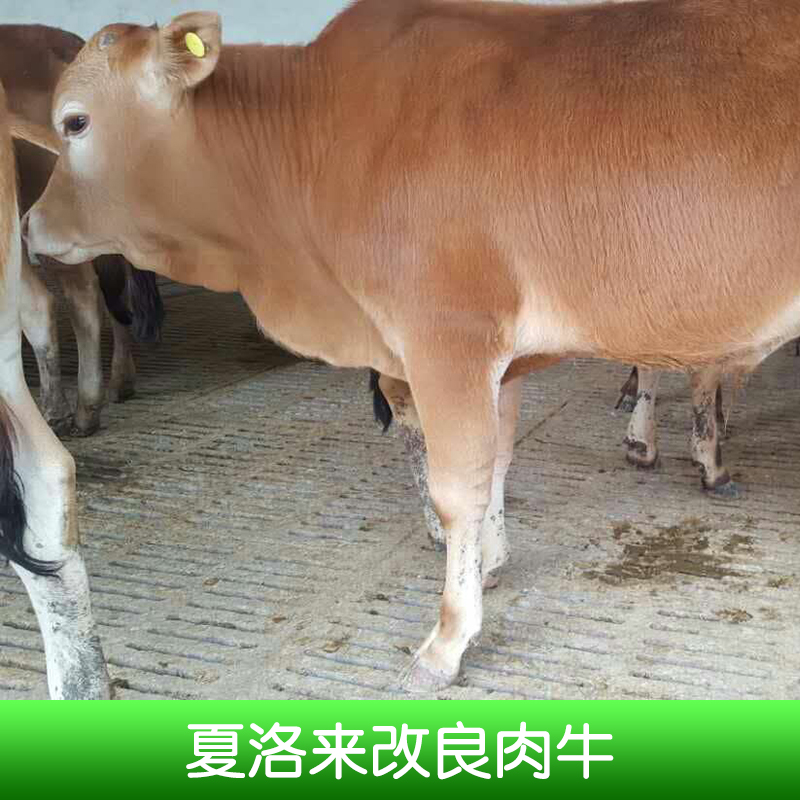 夏洛來改良肉牛養(yǎng)殖、夏洛來改良肉牛價錢、夏洛來肉牛、山東養(yǎng)殖場、夏洛來改良肉牛、改良牛 山東夏洛來改良肉牛養(yǎng)殖