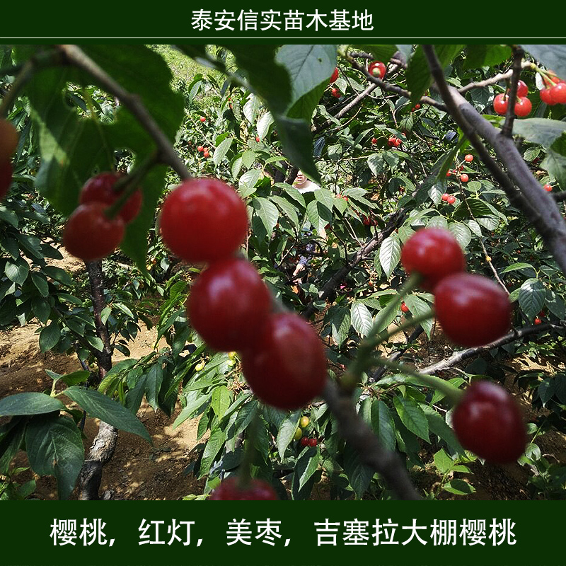 櫻桃 吉塞拉大棚櫻桃 櫻桃樹苗 車?yán)遄訖烟颐?紅燈櫻桃 美早櫻桃