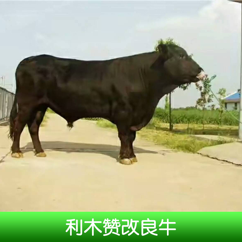 利木贊改良牛圖片/利木贊改良牛樣板圖 (2)