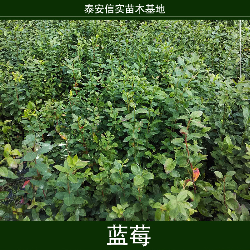 藍(lán)莓圖片/藍(lán)莓樣板圖 (2)